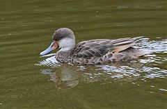 White-cheeked Pintail